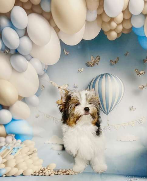 Бивер мальчик в 