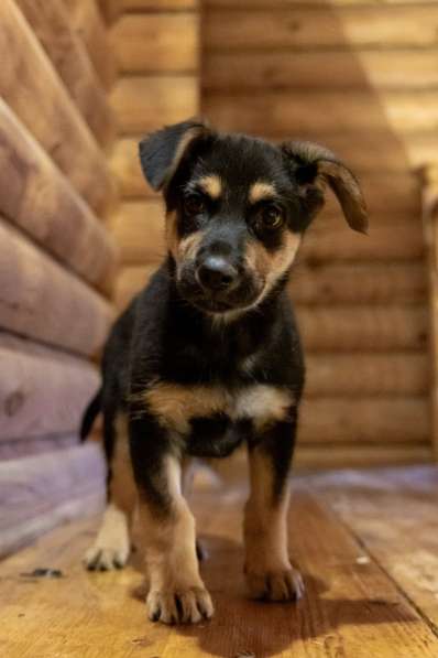 Мальчик в добрые руки в Москве фото 5