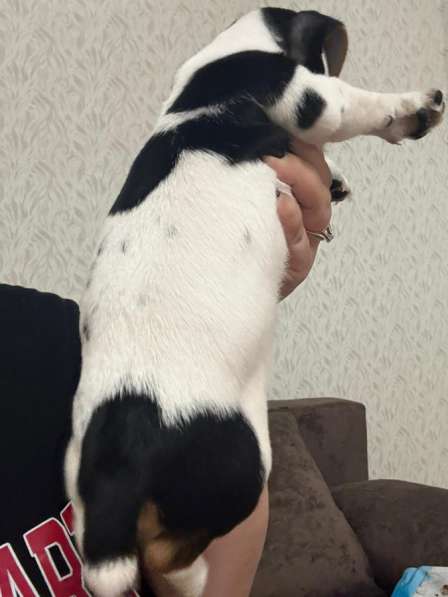 Собаки в Москве фото 3