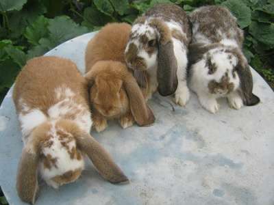 Кролики гиганты Фландр, Ризен, Баран. в Красноярске