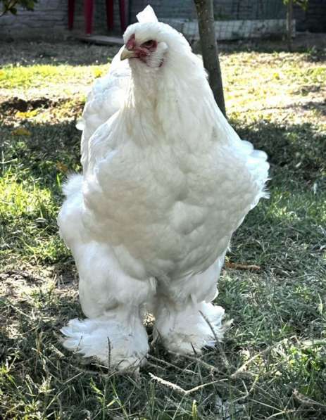 Брама Белая в Крымске фото 7