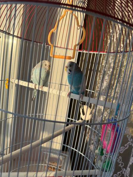 Волнистый попугай с клеткой в Хабаровске фото 3