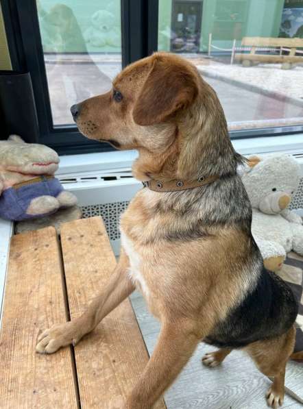 Очаровательная мини-рыжуля Лола ищет дом в Москве фото 3