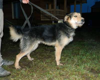 Отдам даром Активный пес Вжик ищет дом. в Санкт-Петербурге фото 3