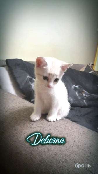 Котята в добрые руки, бесплатно в Подольске фото 9