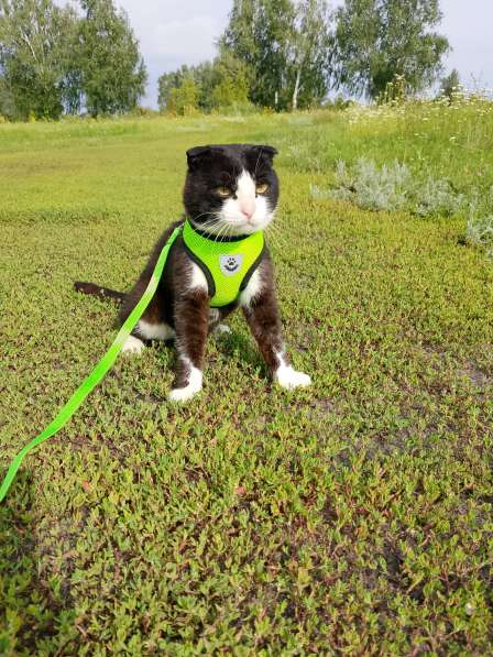 Феликс в Тамбове фото 3