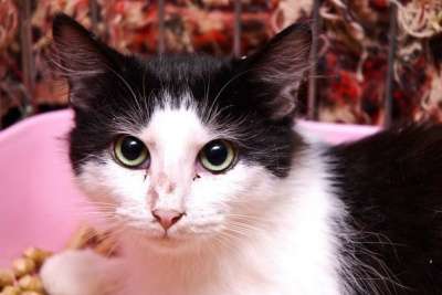 Отдам даром Привет, я-Тарзан