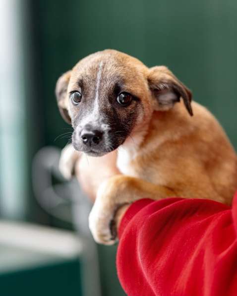 Комочек ласки и нежности Лизи ищет дом в Москве фото 3