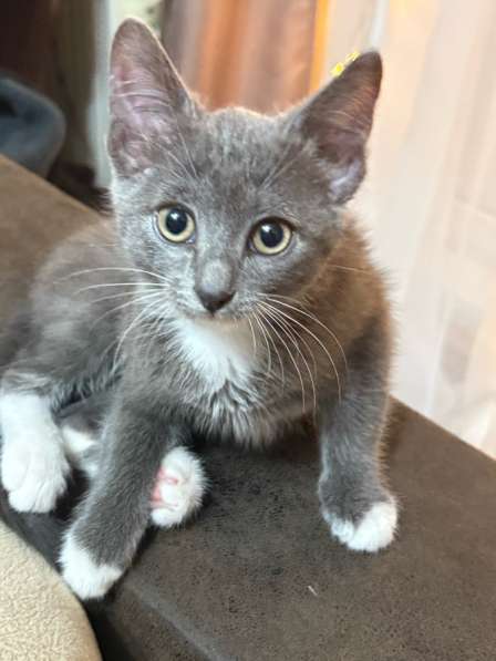 Отдаю котенка в Омске