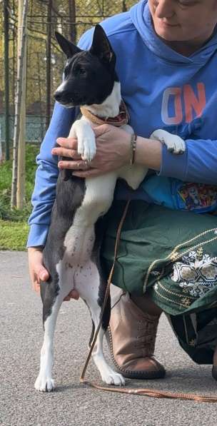 Basenji puppy female available