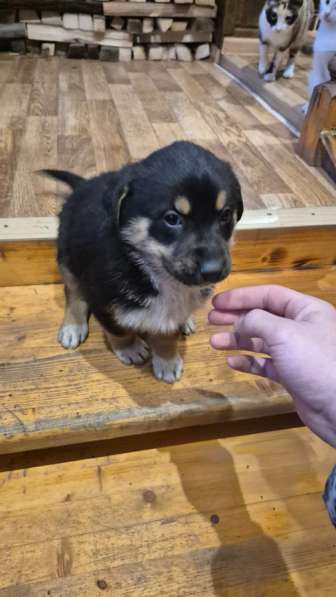 Щенок в добрые руки