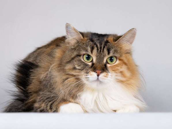 Сибирячка Сандра в добрые руки в Москве фото 4