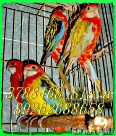 Чудные - Элитные попугаи из Питомника. в Москве