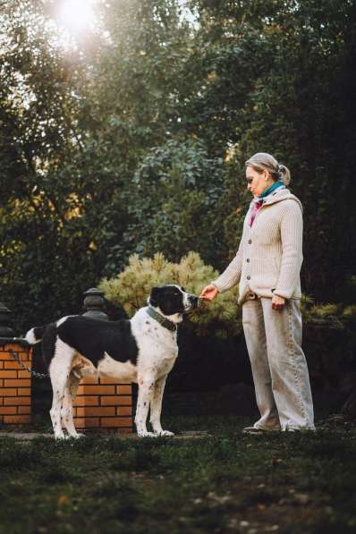 Алабай Чегет в добрые руки в Москве фото 4