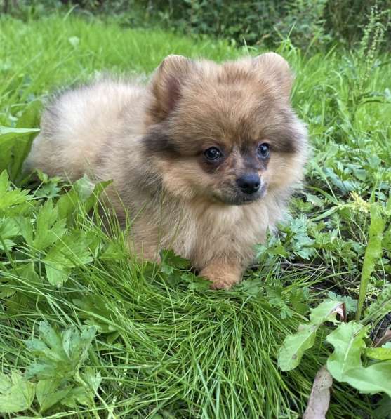 Щпиц в Санкт-Петербурге фото 3