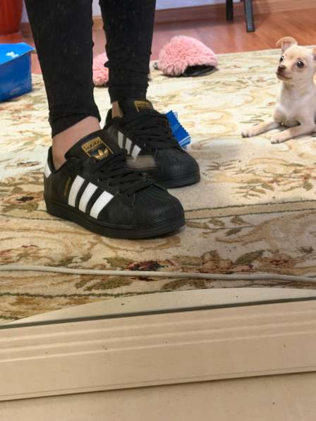 Суперстар кеды в Ессентуках фото 3