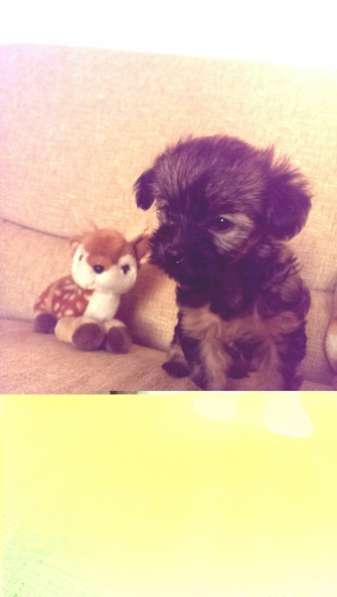 щенки Йорка