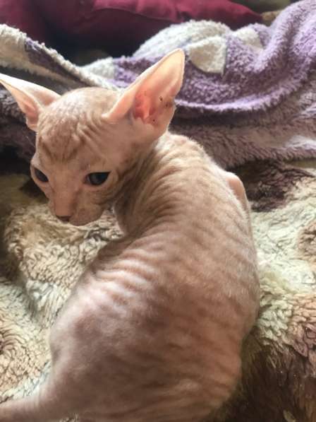 Котята сфинкс в Искитиме фото 6