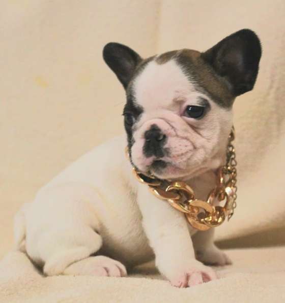 Щенки из питомника РКФ в Москве фото 13