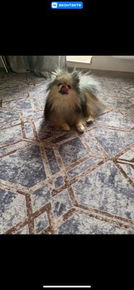 Шпиц Померанский в Дубне фото 4