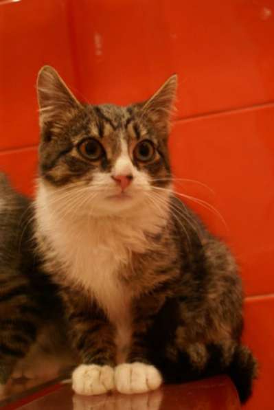 Отдам даром Ласковая красотка Рыся в Санкт-Петербурге фото 3