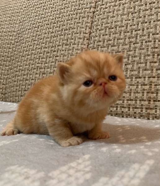 Экзотические котята в Екатеринбурге фото 6