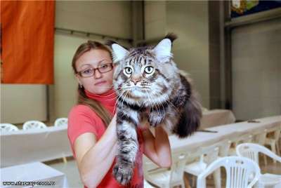 Кошки и котята в Москве фото 7
