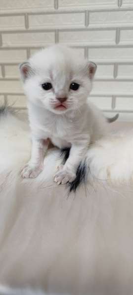 Шотландские котята в фото 4