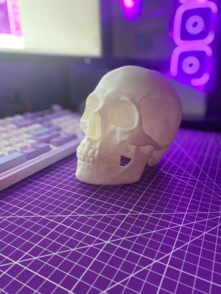 Череп Анатомический 1:2