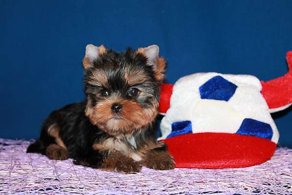 Мальчик йоркширский терьер, мелкий стандарт в Москве фото 4