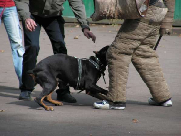 Дрессировка собак в группе на площадке в Москве в Москве фото 4