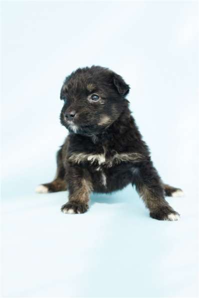 Москва, МО. Чудесные малыши ищут дом в Москве фото 4