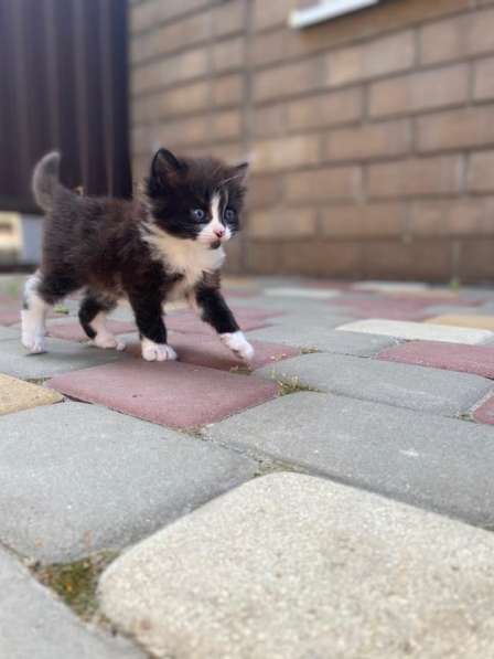 Котята в добрые руки в Батайске