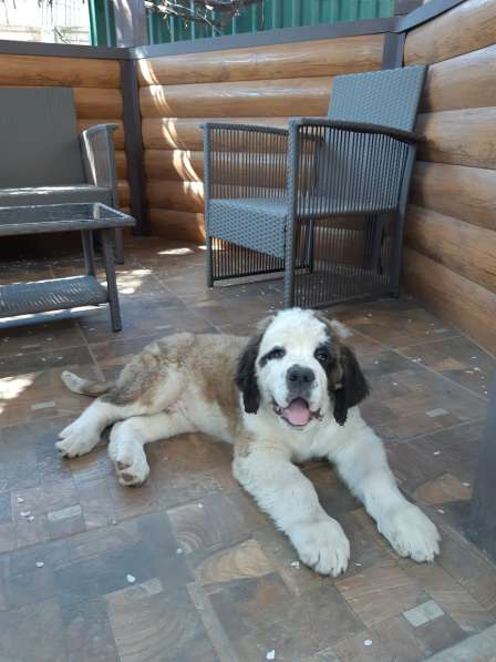 Щенки сенбернара в фото 71