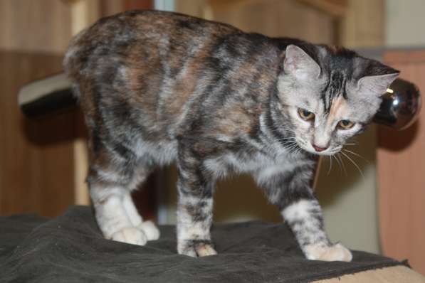 Курильский бобтейл - котята золотого окраса в Краснодаре фото 31