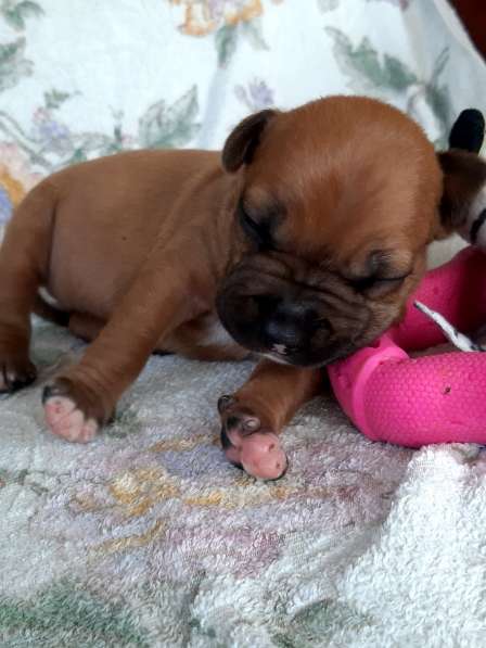 Милые мальчики и девочки Амстаффа резерв ркф в Москве фото 27