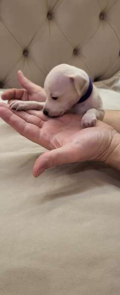 Левретка. Щенок. От супер-титулованной папы. Уникальных окра в Саратове фото 3