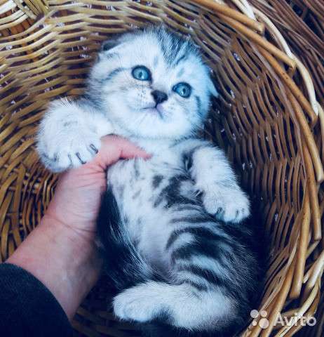 Котята вислоухие и прямоухие в Костроме фото 11