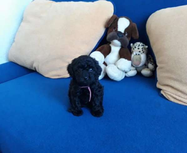 Той пудель в фото 4