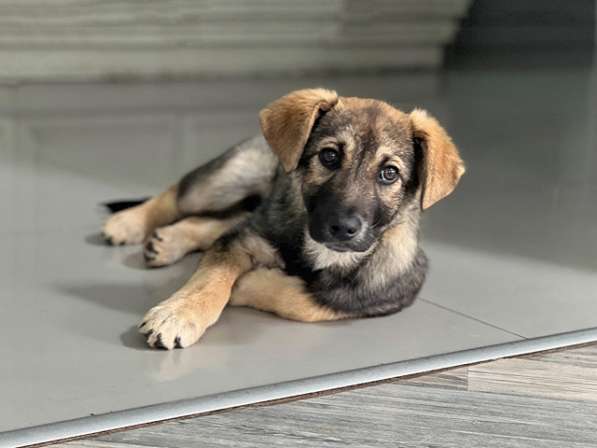 Очень милая девочка-щенок Мила ищет добрые руки в Москве фото 5