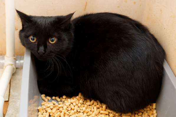 Котик Иоффе в Москве