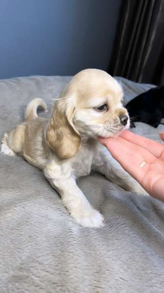 American cocker spaniel в Иркутске фото 3