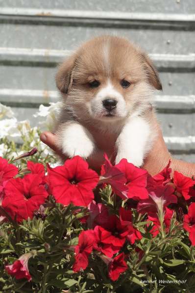 Щенки вельш корги пемброк из питомника в Москве фото 26