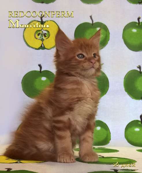 Котёнок мейн кун - уникального красного окраса. Шоу класс в Красноярске фото 24