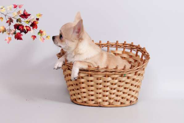 Чихуахуа мальчик в Москве фото 3