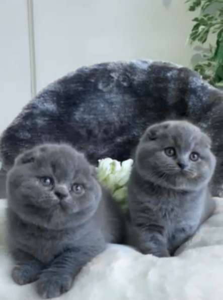 Красивые плюшевые шотландские котята в фото 3