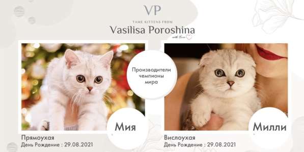 Шотландские котята | Питомник в Санкт-Петербурге фото 4