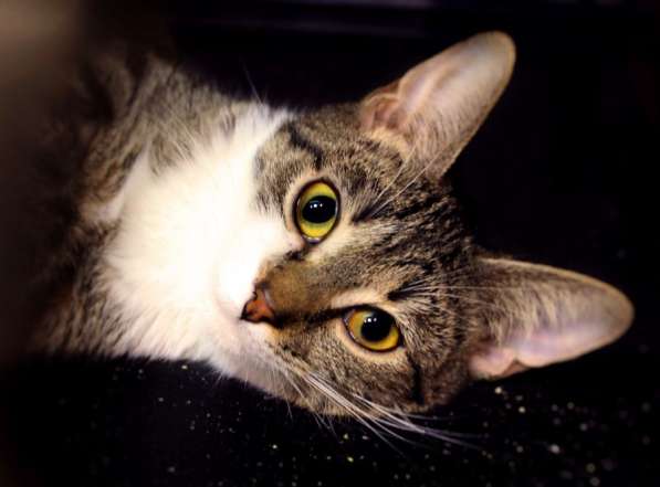 Ниагара мечтает о домашнем уюте