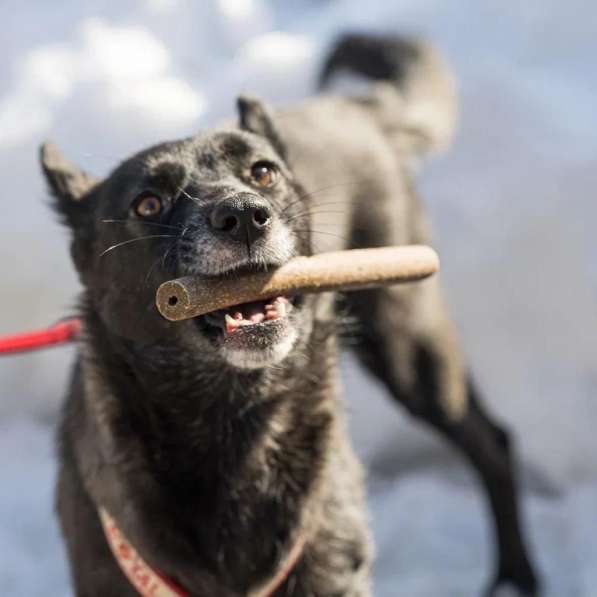 Добрейшая собака Лада ищет своих людей в Москве фото 6