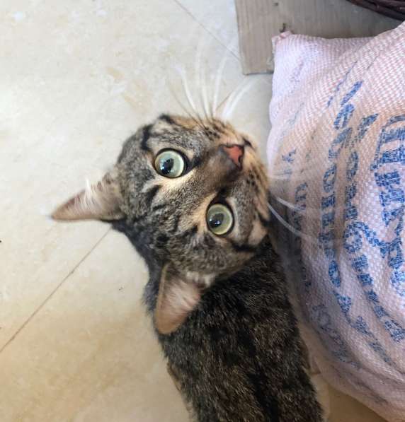 Полосатый красавец Анри ищет дом! в Москве фото 9